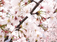 春天里去日本看樱花